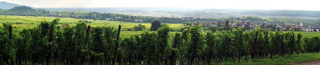 paysage_vignes_et_villages